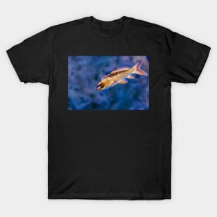 Golden iridescent aquarium fish T-Shirt